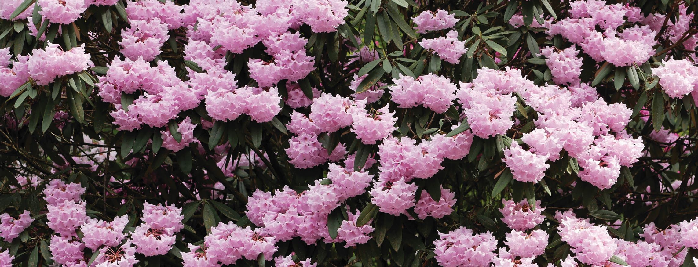 P. pingianum Homepage Slider 1400×525-O