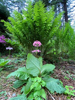 Primula-japonica