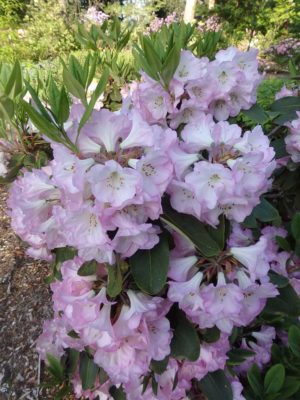 Rhododendron 'Naomi Nautilus'