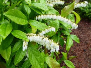 Leucothoe-racemosa-‘Shooting-Star