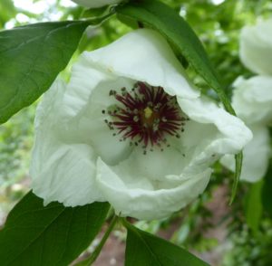 Stewartia malacodendron