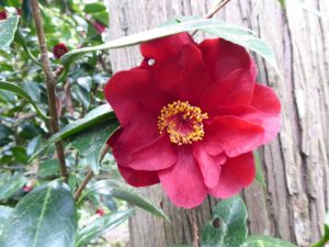 Camellia Bob Hope