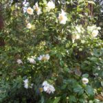 Camellia 'Scented Sun'