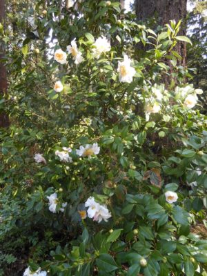 Camellia 'Scented Sun'