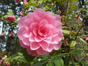 Camellia Waterlily