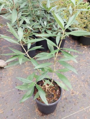 Carpenteria californica