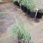 Juniperus recurva var. coxi