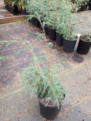 Juniperus recurva var. coxi