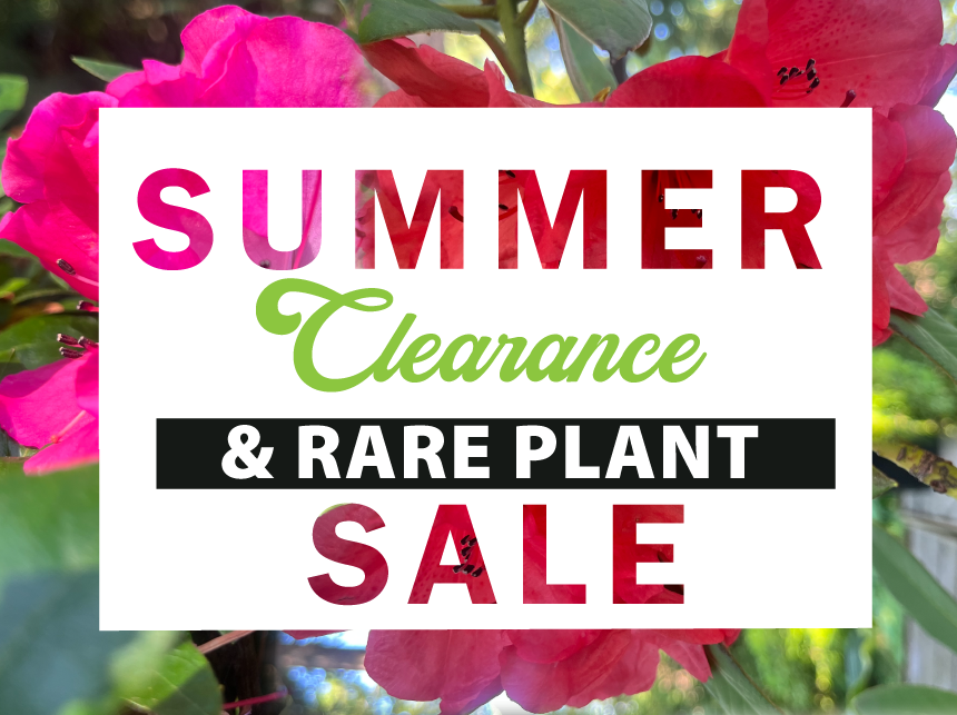 Summer Clearance & Rare Plant Sale – Rhododendron Species Botanical Garden