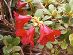 Rhododendron 'Carmen'