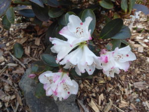 Rhododendron kuomeianum SEH#171 1997/130