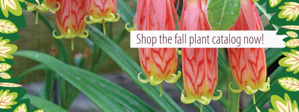 Fall-Plant-Catalog-Slide—1400×525