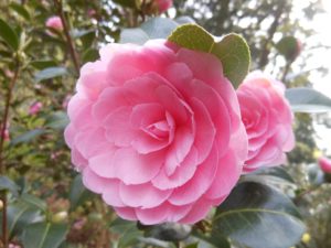 Camellia 'E.G. Waterhouse'