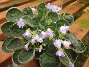 Petrocosmea 'Helena'