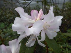 Rhododendron dendricola F#17227 1980/087