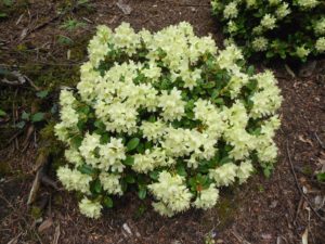 Rhododendron hanceanum 1965/476