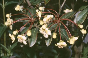 Rhododendron leptocarpum (syn: micromeres) GR#0821 177sd2008