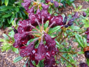 Rhododendron sanguineum ssp. didymum DGEY#043 RSBG