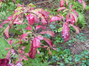 Rhododendron semibarbatum RSBG