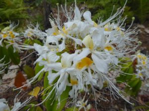 Rhododendron stamineum SEH#18030 163sd2018