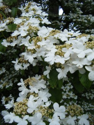 Viburnum plicatum var. tomentosum RSBG