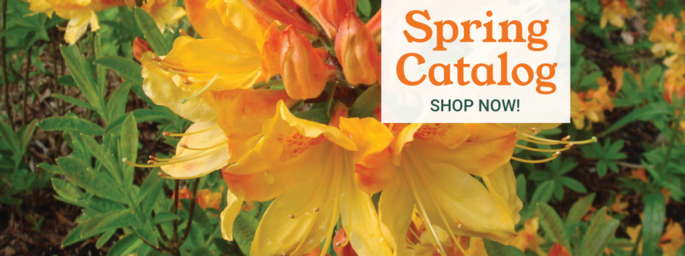 2024-Spring-Catalog-Shop-Now-slide-1400×525