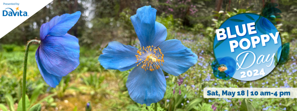 Blue-Poppy-Day-2024-1400×525-for-website
