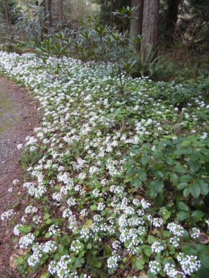 Pachyphragma macrophylla