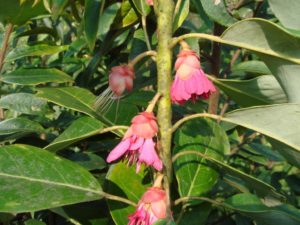 Rhodoleia parvipetala-Rhodoleia sp. 1570m 250-1024