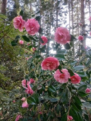 Camellia 'Fashionata'