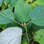 Hydrangea radiata