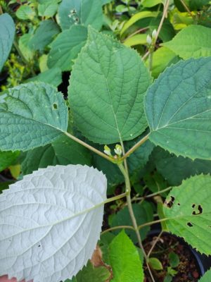 Hydrangea radiata