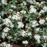 Pimelea prostrata