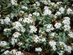 Pimelea prostrata