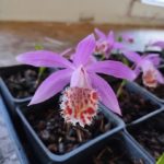 Pleione bulbocodioides 'Garratt Richardson'