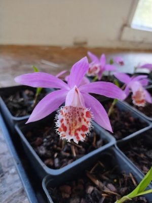 Pleione bulbocodioides 'Garratt Richardson'