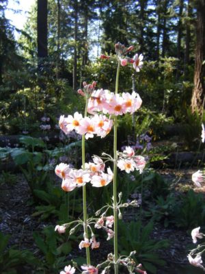 Primula-pulverulenta