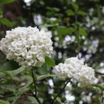 Viburnum carlesii