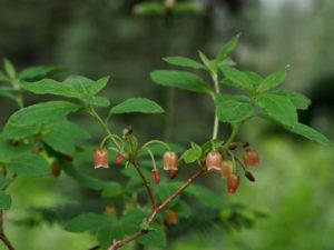 R. menziesii ferruginea) CGJ#015