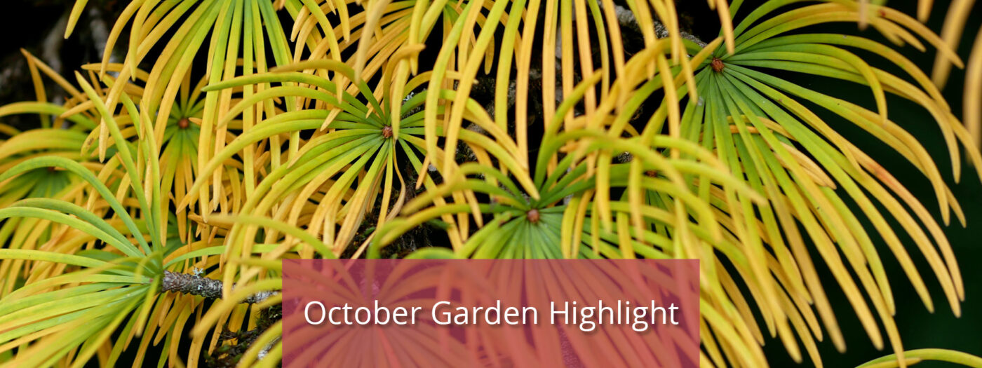 Oct. Garden Highlight Website