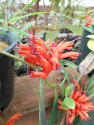 Aeschynanthus tengchung