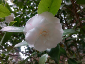 Camellia 'Grace Albritton'