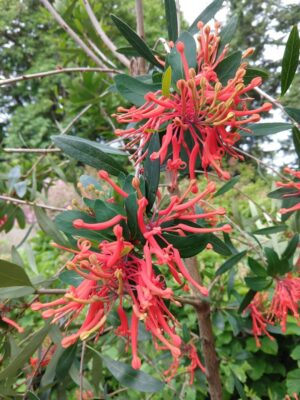 Embothrium coccineum RSBG