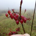 Enkianthus chinensis P1040240