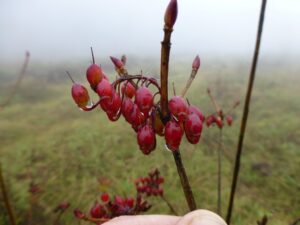 Enkianthus chinensis P1040240