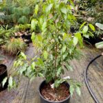 Huodendron thibeticum