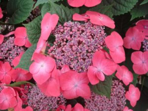 Hydrangea 'Kardinal'