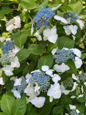 Hydrangea 'Lanarth'