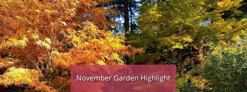 Nov. Garden Highlight Website Image-1400