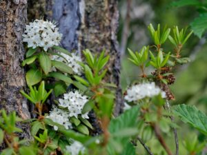 Rhododendron neoglandulosum (syn: Ledum glandulosum) 146sd2022